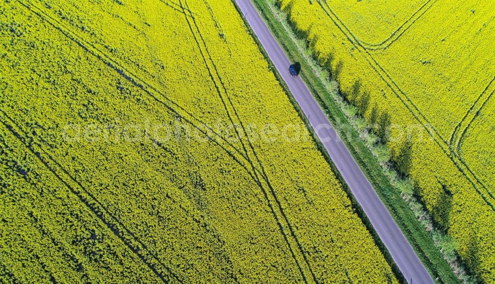 Aerial photograph Lebus - Row of trees on a country road on a yellow rapeseed field edge in the district Mallnow in Lebus in the state Brandenburg, Germany