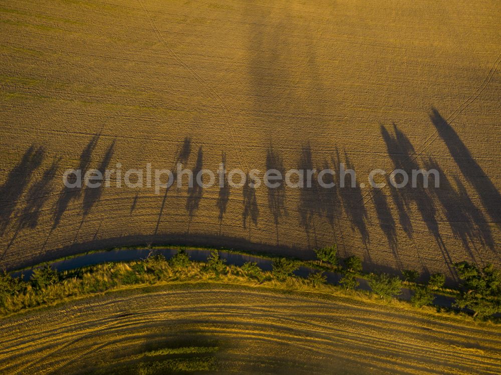 Aerial photograph Rathewalde - Row of trees with long shadows in a field edge on street Viebigweg in Rathewalde in the state Saxony, Germany