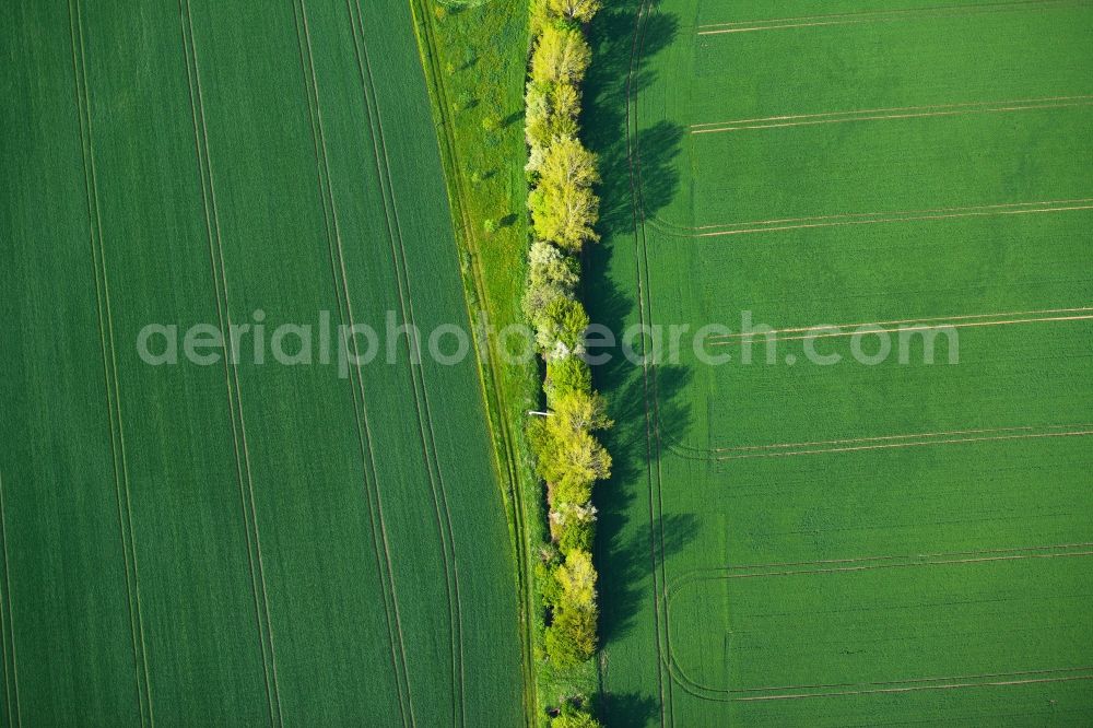 Amt Wachsenburg from above - View of lines of trees near Amt Wachsenburg in the state Thuringia