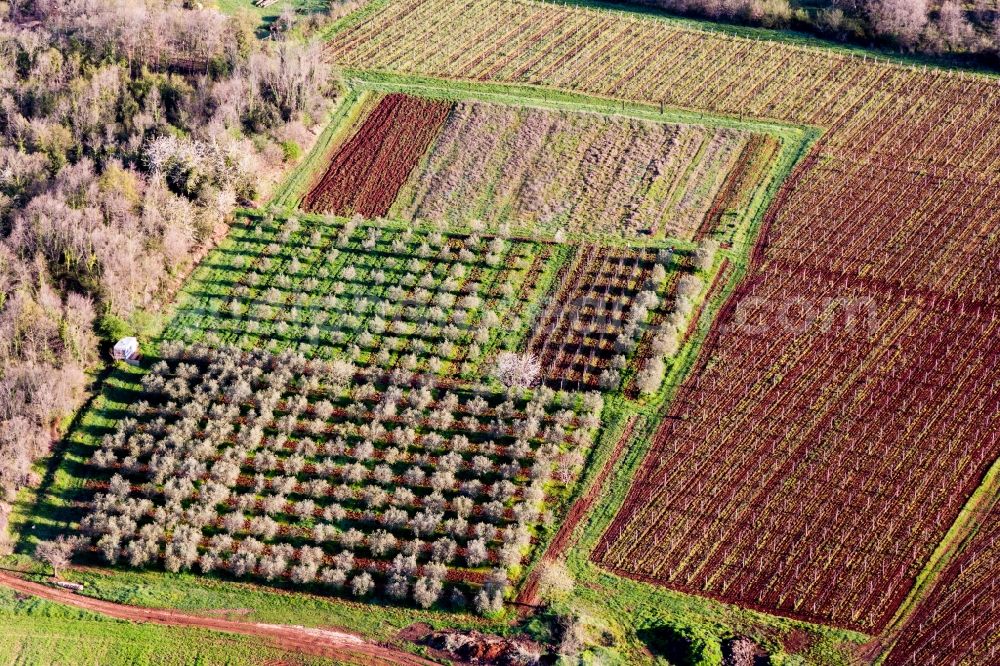 Funtana from the bird's eye view: Rows of blooming trees of fruit cultivation plantation in a field in springtime in Funtana in Istarska zupanija, Croatia