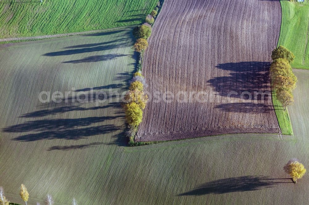 Velden from the bird's eye view: Rows of trees on a field in Velden in Bavaria