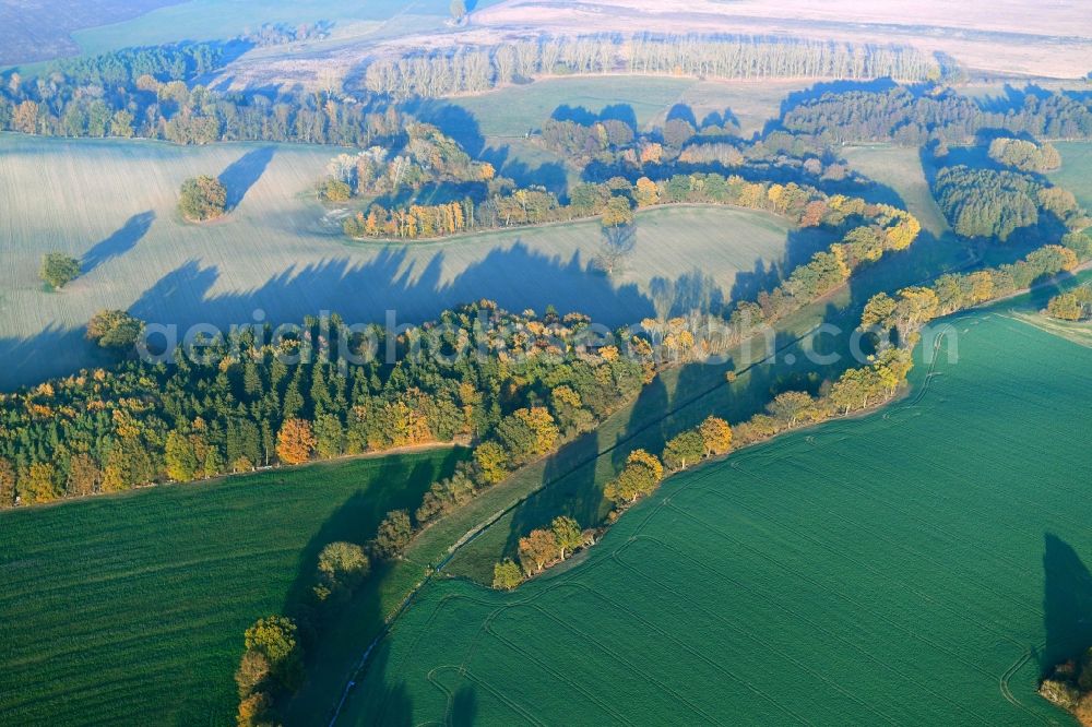 Aerial photograph Beggerow - Row of trees in a field edge in Beggerow in the state Mecklenburg - Western Pomerania, Germany