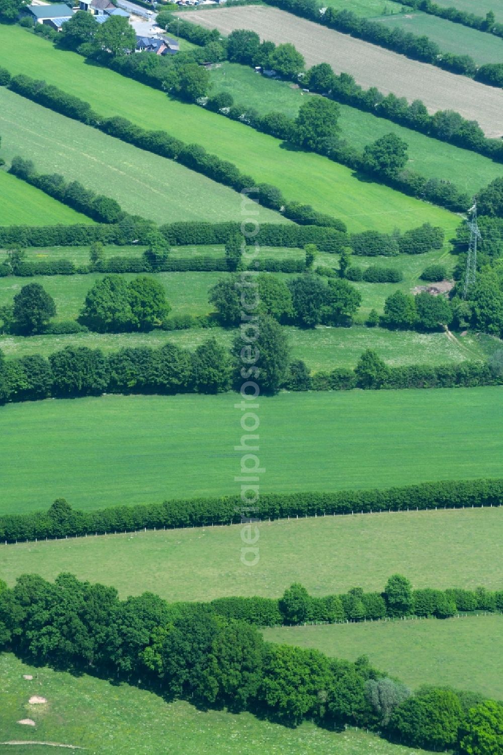 Aerial image Mözen - Row of trees in a field edge in Moezen in the state Schleswig-Holstein, Germany