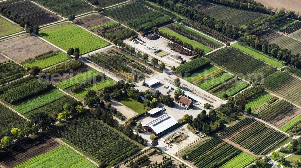 München from the bird's eye view: Row of trees on fields of Baumschulen in Munich in the state Bavaria, Germany