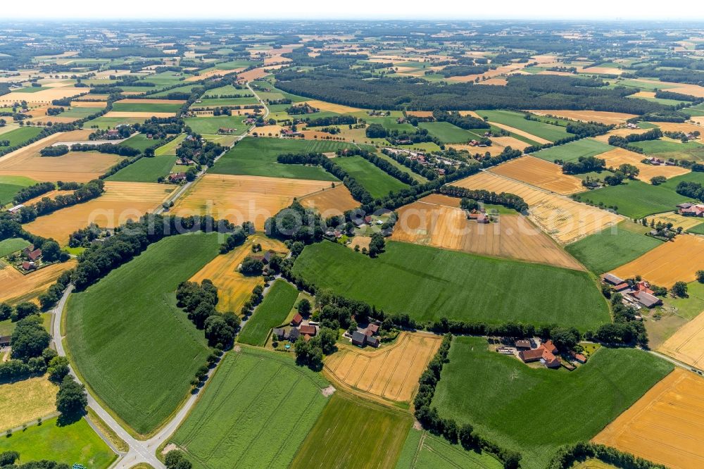 Aerial image Kiebitzheide - Row of trees on fields near Kiebitzheide in the state North Rhine-Westphalia, Germany