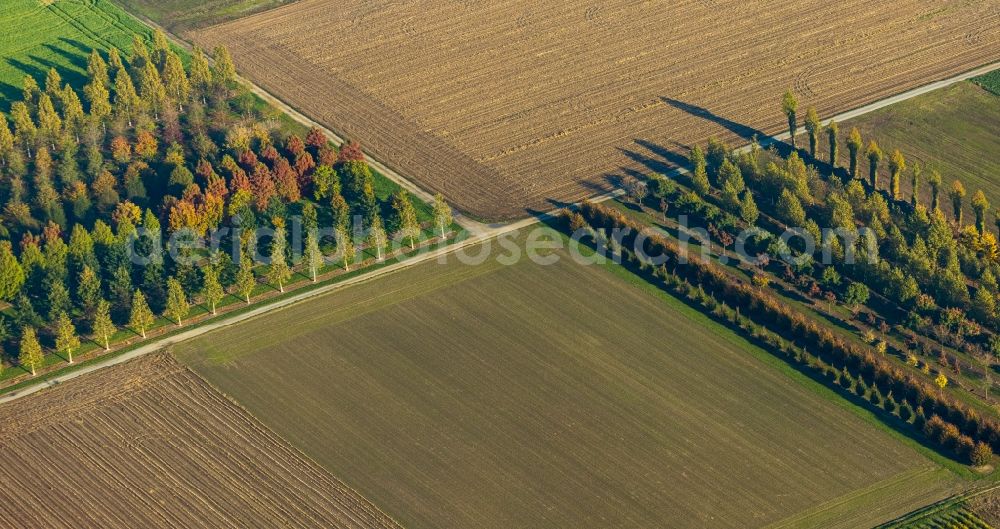 Brüggen from above - Row of trees on fields of in Brueggen in the state North Rhine-Westphalia, Germany