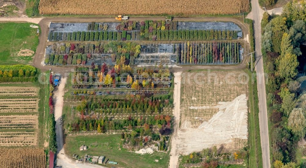 Aerial photograph Ettenheim - Row of trees on fields of Baumschule Brossmer in Ettenheim in the state Baden-Wuerttemberg, Germany