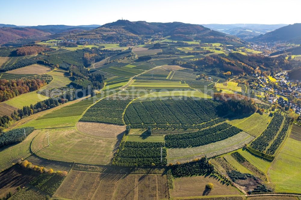 Heringhausen from above - Row of trees on fields in Heringhausen at Sauerland in the state North Rhine-Westphalia, Germany