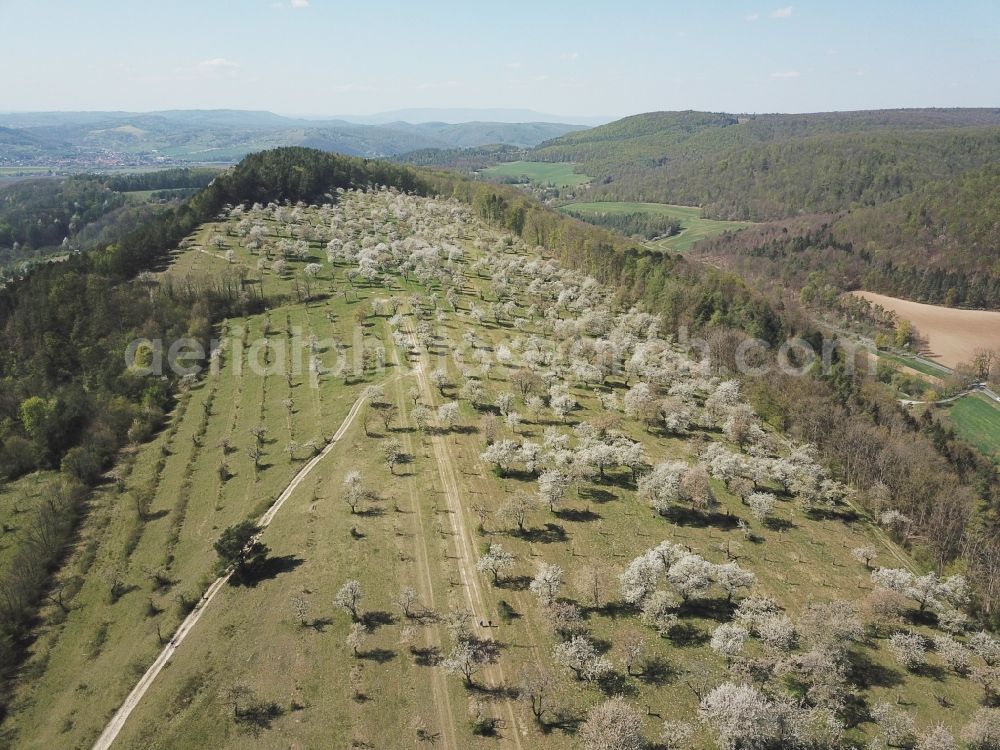 Aerial photograph Treffurt - Row of trees on fields a cherry tree plantation in Treffurt in the state Thuringia, Germany