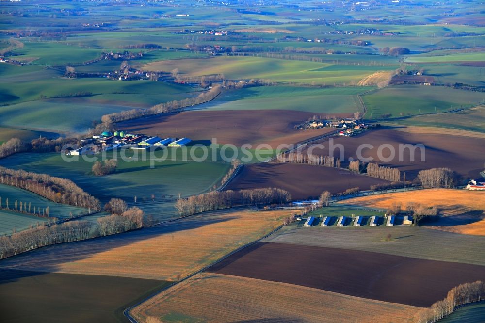 Lommatzsch from the bird's eye view: Row of trees on fields of in Lommatzsch in the state Saxony, Germany