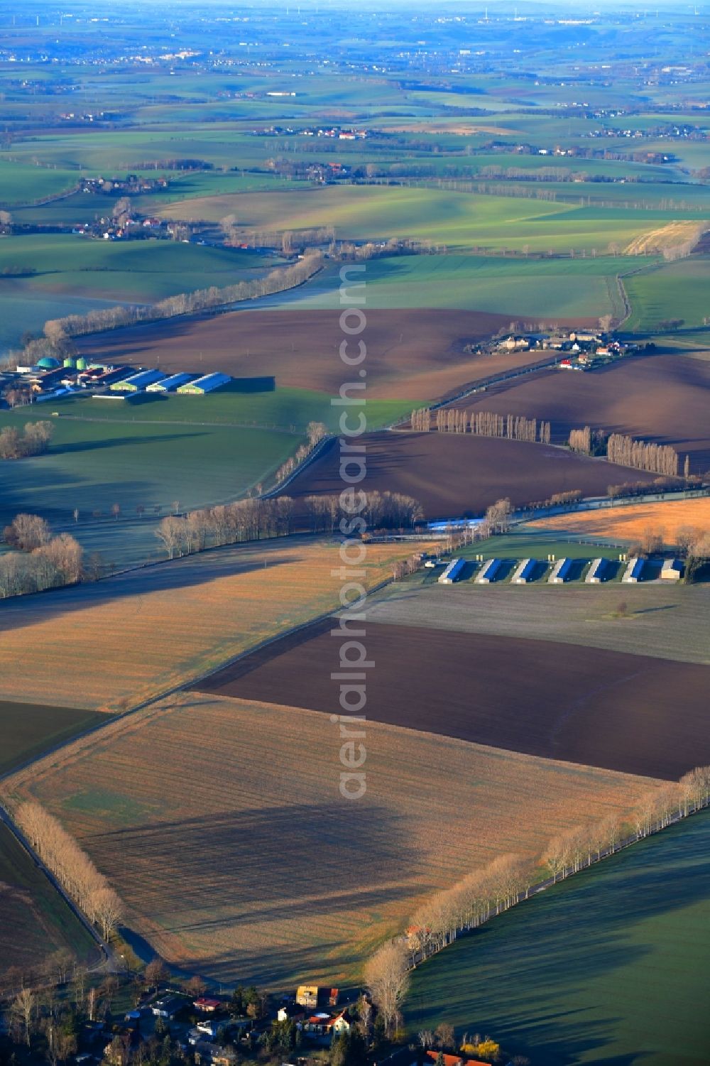 Aerial image Lommatzsch - Row of trees on fields of in Lommatzsch in the state Saxony, Germany