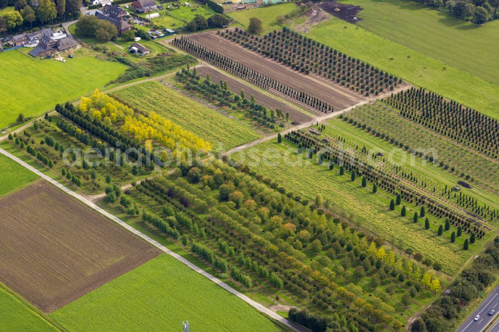 Nettetal from the bird's eye view: Rows of trees in fields on Lobbericher Strasse in Nettetal in the state of North Rhine-Westphalia, Germany