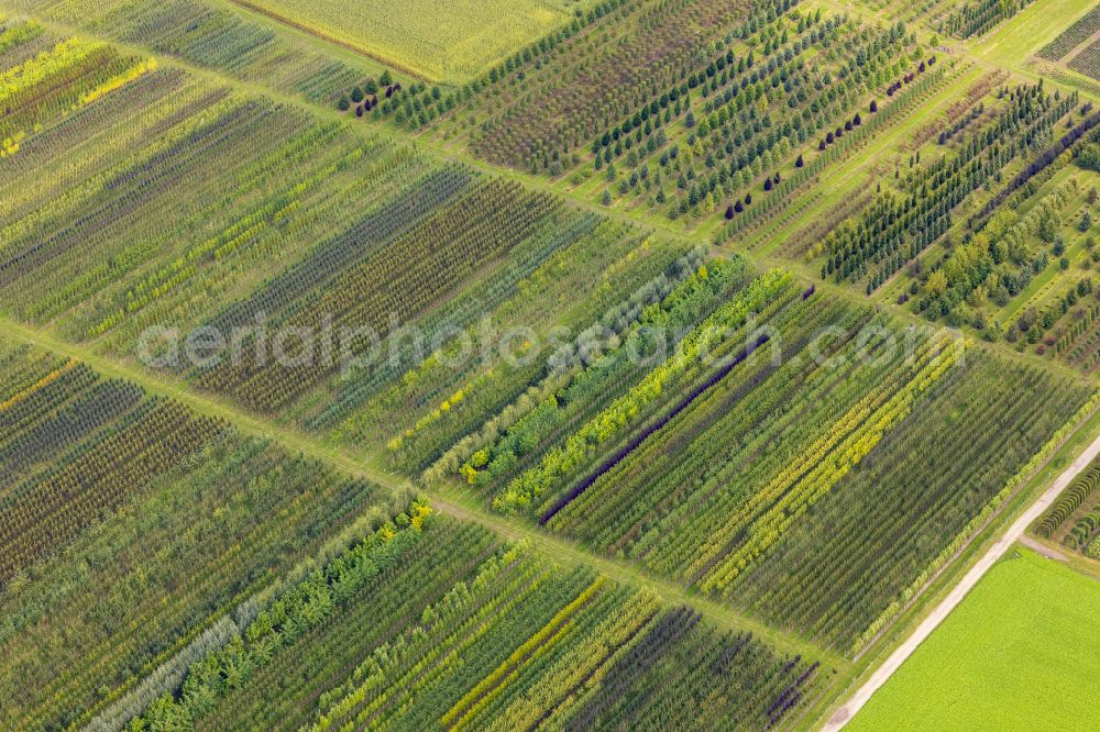 Aerial image Nettetal - Rows of trees in fields on Lobbericher Strasse in Nettetal in the state of North Rhine-Westphalia, Germany