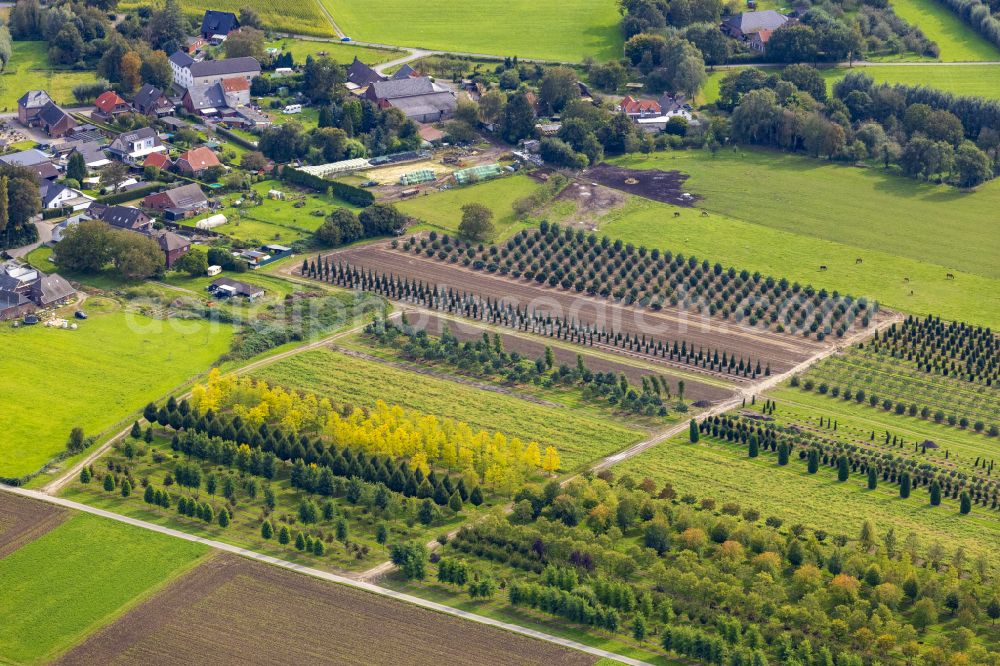 Aerial image Nettetal - Rows of trees in fields on Lobbericher Strasse in Nettetal in the state of North Rhine-Westphalia, Germany