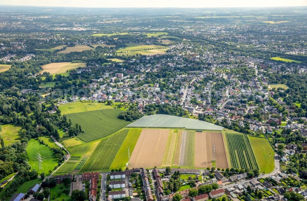 Aerial image Oberhausen - Row of trees on fields of Stadtrandgebiets beim Lepkesfeld in Oberhausen in the state North Rhine-Westphalia, Germany