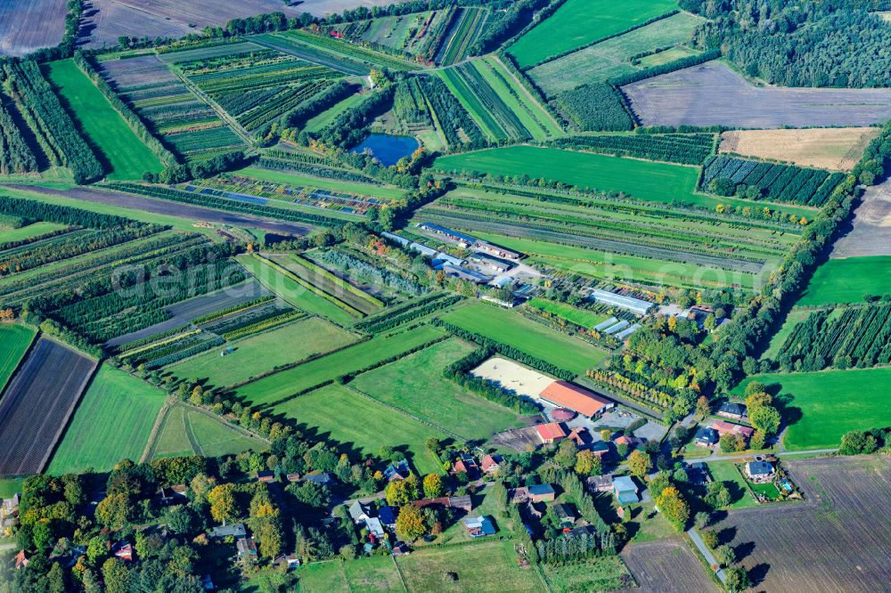 Oldendorf from above - Row of trees on fields Tannenhof in Oldendorf in the state Lower Saxony, Germany