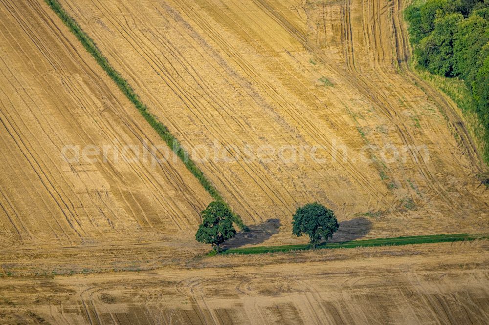 Aerial photograph Westönnen - Row of trees on fields in Westoennen at Ruhrgebiet in the state North Rhine-Westphalia, Germany