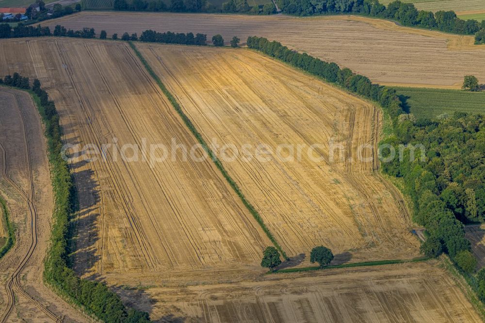 Westönnen from above - Row of trees on fields in Westoennen at Ruhrgebiet in the state North Rhine-Westphalia, Germany