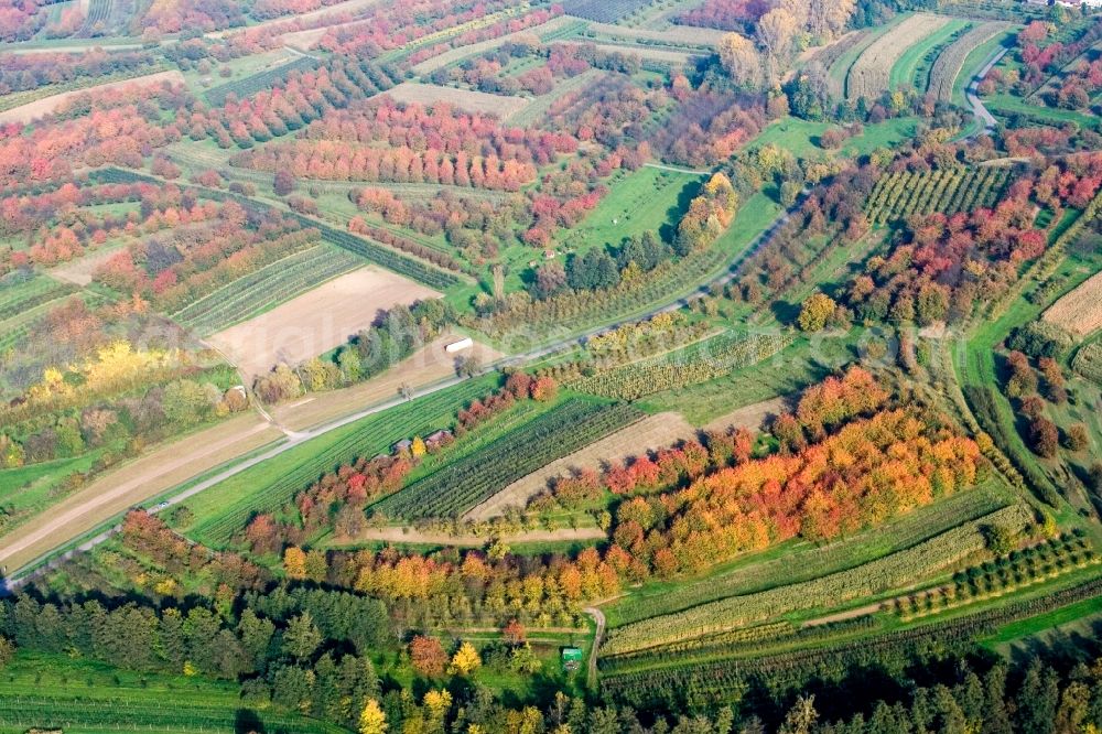 Renchen from the bird's eye view: Rows of trees in indian summer colours of Plum cultivation plantation in Renchen in the state Baden-Wuerttemberg, Germany