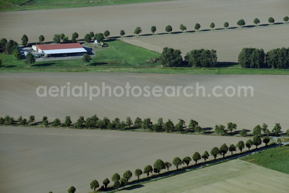 Bregenstedt from the bird's eye view: Row of trees on a country road on a field edge in Bregenstedt in the state Saxony-Anhalt