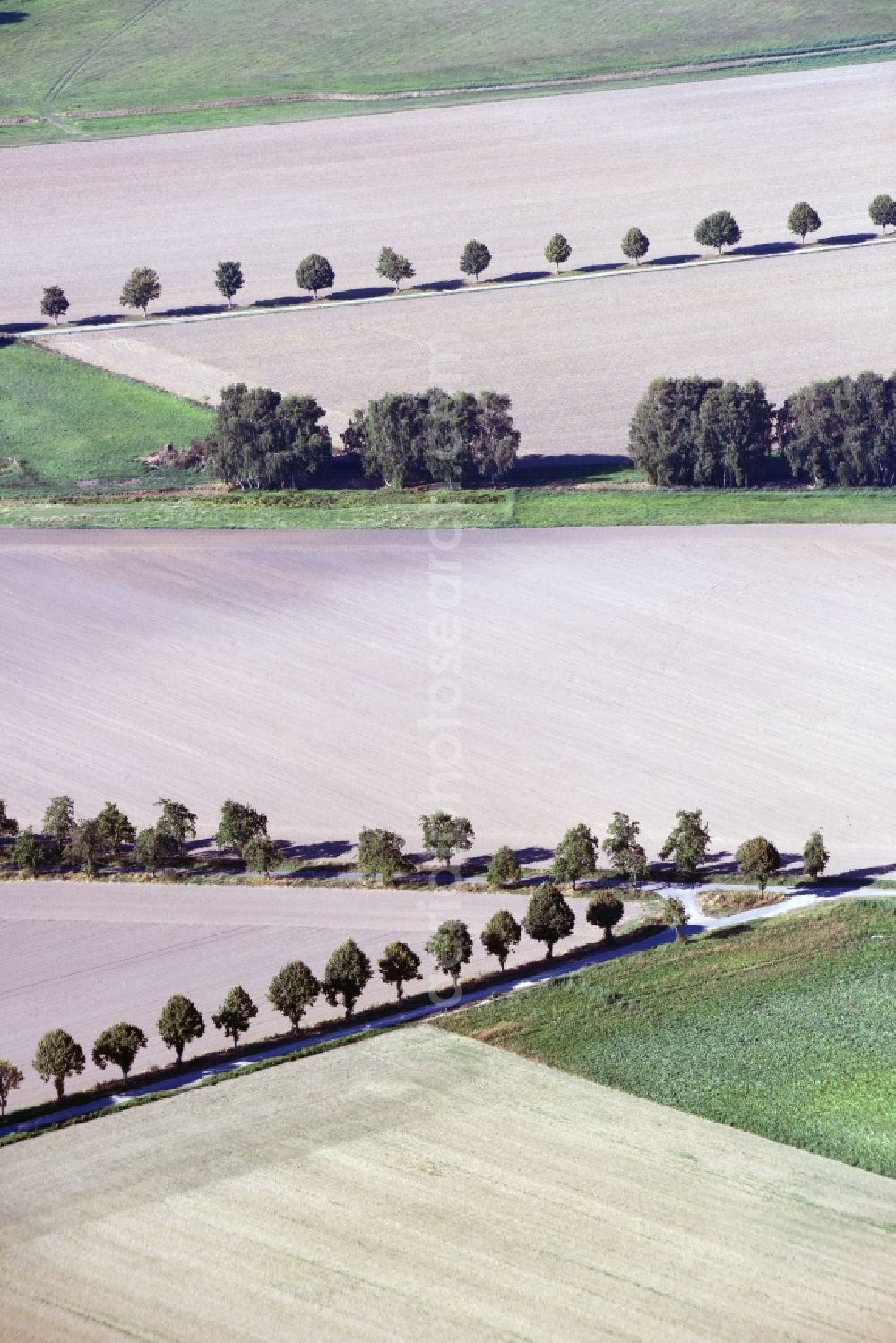 Aerial image Bregenstedt - Row of trees on a country road on a field edge in Bregenstedt in the state Saxony-Anhalt