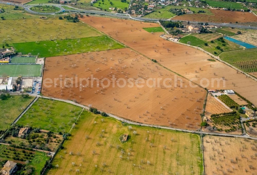 Aerial photograph Son Sardina - Rows of trees in a plantation with blooming almond trees in the Son Sardina district of Palma in the Balearic island of Mallorca, Spain