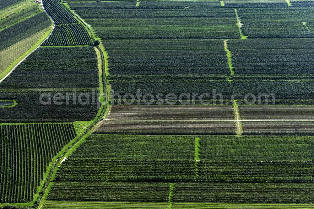 Jork from the bird's eye view: Rows of trees of fruit cultivation plantation in a field Im Alten Land in Jork Old Land in the state Lower Saxony, Germany