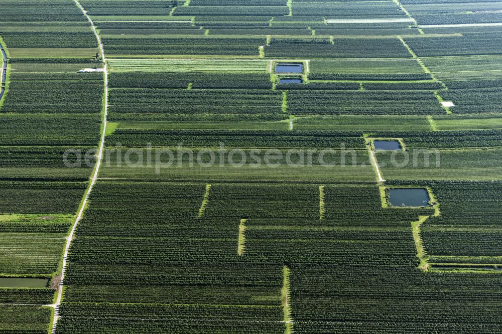 Aerial image Jork - Rows of trees of fruit cultivation plantation in a field Im Alten Land in Jork Old Land in the state Lower Saxony, Germany