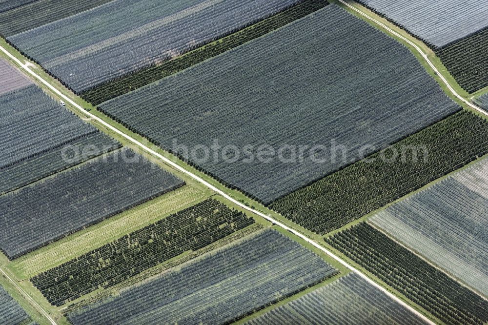 Bodman-Ludwigshafen from the bird's eye view: Rows of trees of fruit cultivation plantation in a field on Bodensee in Bodman-Ludwigshafen in the state Baden-Wuerttemberg, Germany