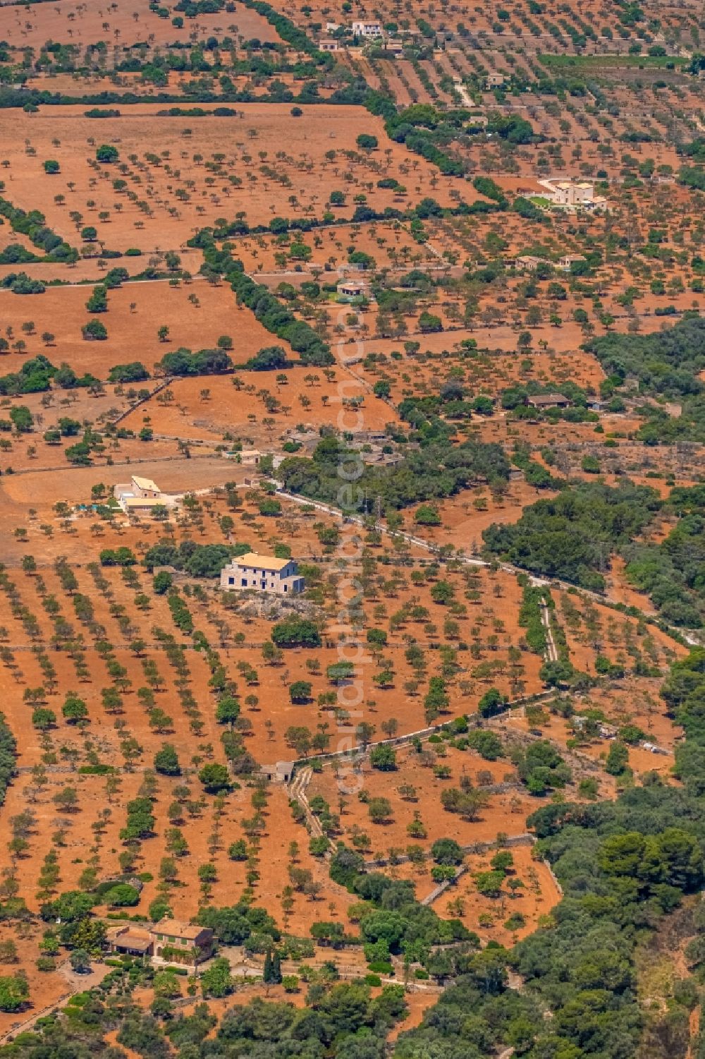 Aerial photograph Cala Marcal - Rows of trees of fruit cultivation plantation in a field in Cala Marcal in Balearic island of Mallorca, Spain