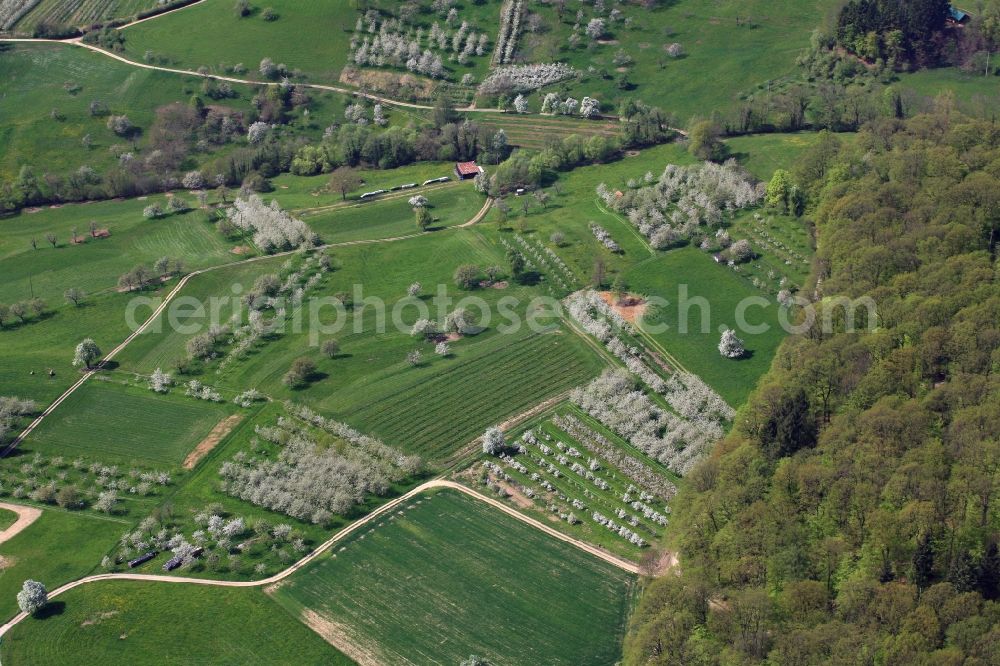 Aerial photograph Schliengen - Rows of trees of fruit cultivation plantation in a field in Eggenertal with flowering cherry trees in springtime in Schliengen in the state Baden-Wuerttemberg, Germany