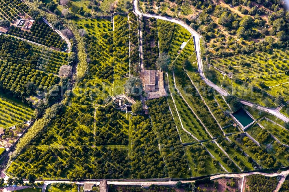 Aerial image Soller - Rows of trees of fruit cultivation plantation in a field along the Cami de S'ermita in Soller in Balearische Insel Mallorca, Spain