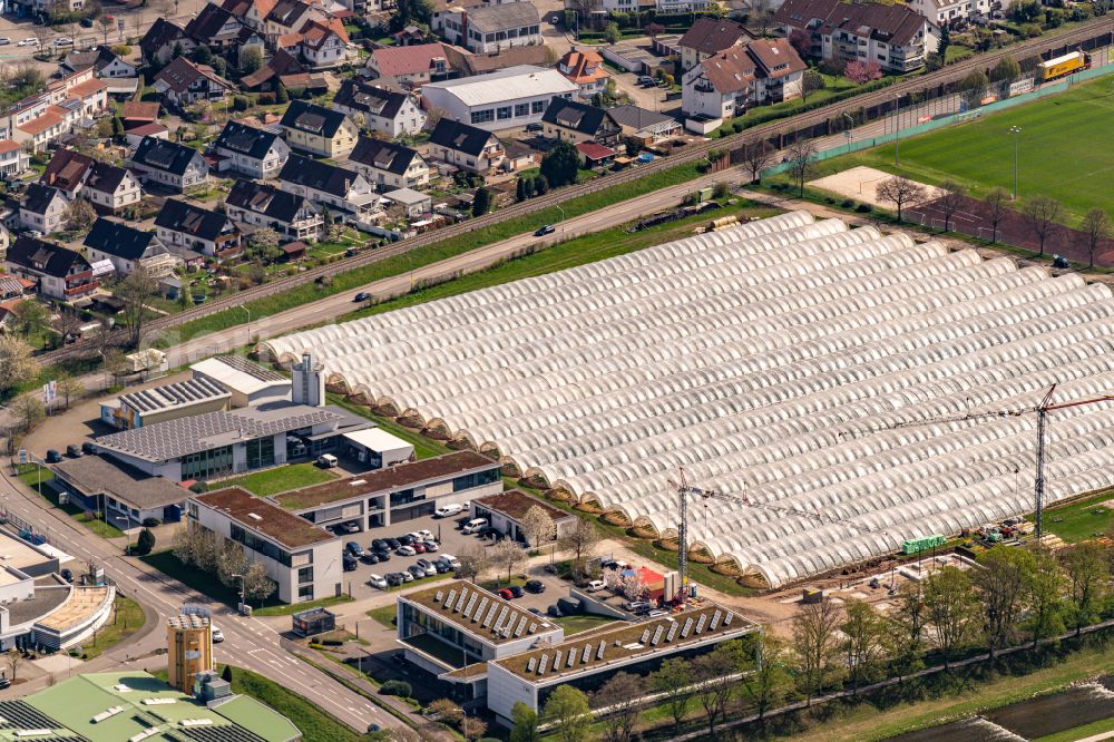 Aerial image Oberkirch - Rows of trees of fruit cultivation plantation in a field Folienfeld in Oberkirch in the state Baden-Wuerttemberg, Germany