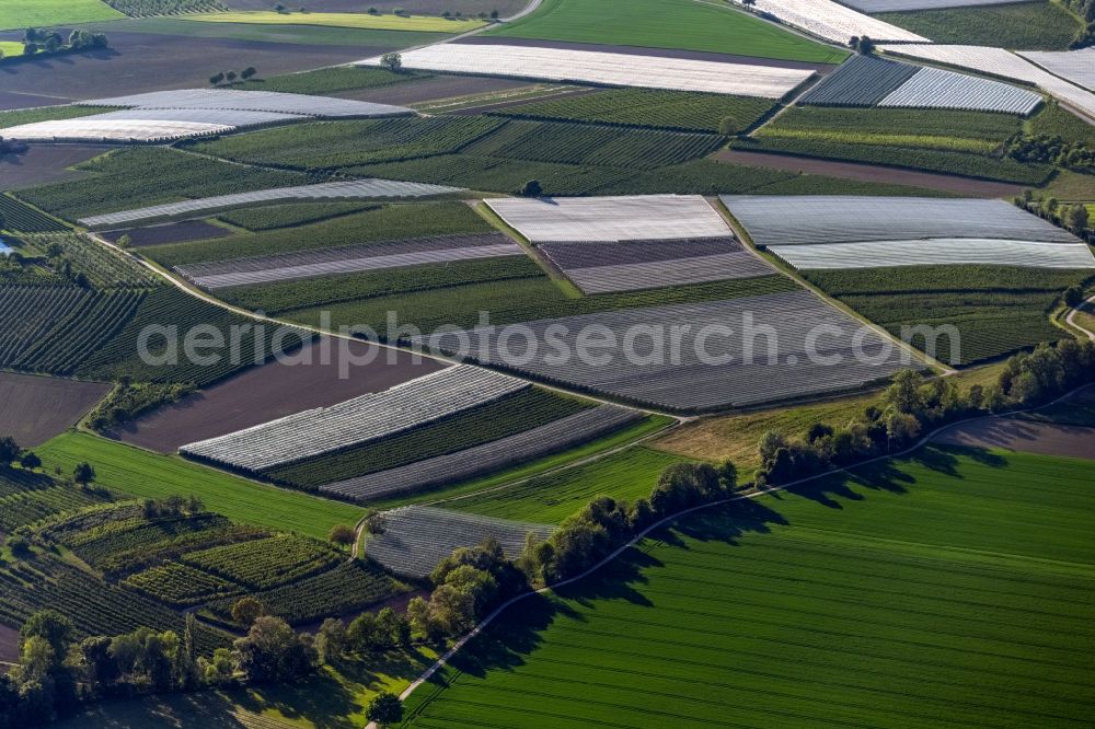 Frickingen from above - Rows of trees of fruit cultivation plantation in a field in Frickingen in the state Baden-Wuerttemberg, Germany