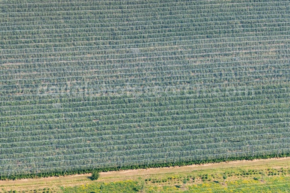 Aerial photograph Friedrichshafen - Rows of trees of fruit cultivation plantation in a field in Friedrichshafen in the state Baden-Wurttemberg, Germany