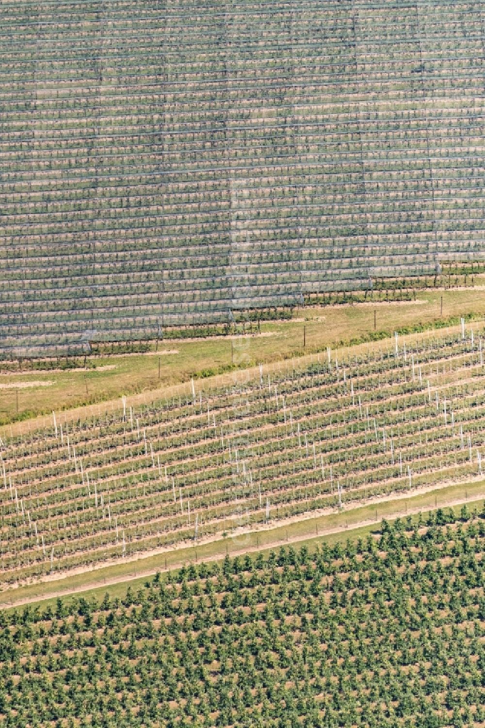 Friedrichshafen from above - Rows of trees of fruit cultivation plantation in a field in Friedrichshafen in the state Baden-Wurttemberg, Germany