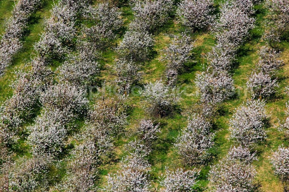 Glindow from the bird's eye view: Rows of trees of fruit cultivation plantation in a field in Glindow in the state Brandenburg, Germany