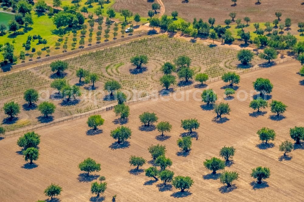 Aerial photograph Pollenca - Rows of trees of fruit cultivation plantation in a field with almond trees in Pollenca in Balearic island of Mallorca, Spain