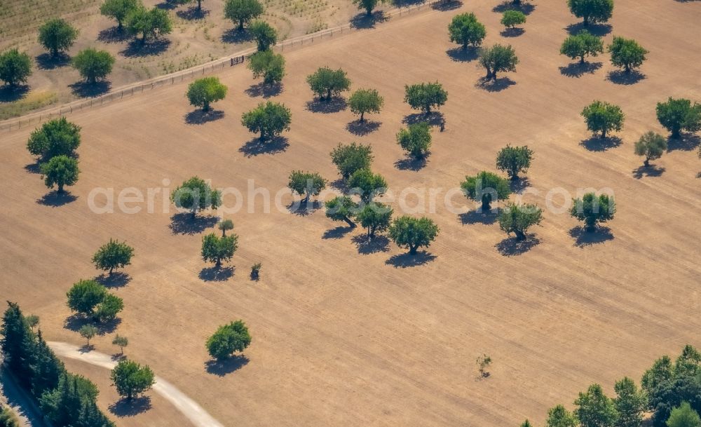 Pollenca from above - Rows of trees of fruit cultivation plantation in a field with almond trees in Pollenca in Balearic island of Mallorca, Spain