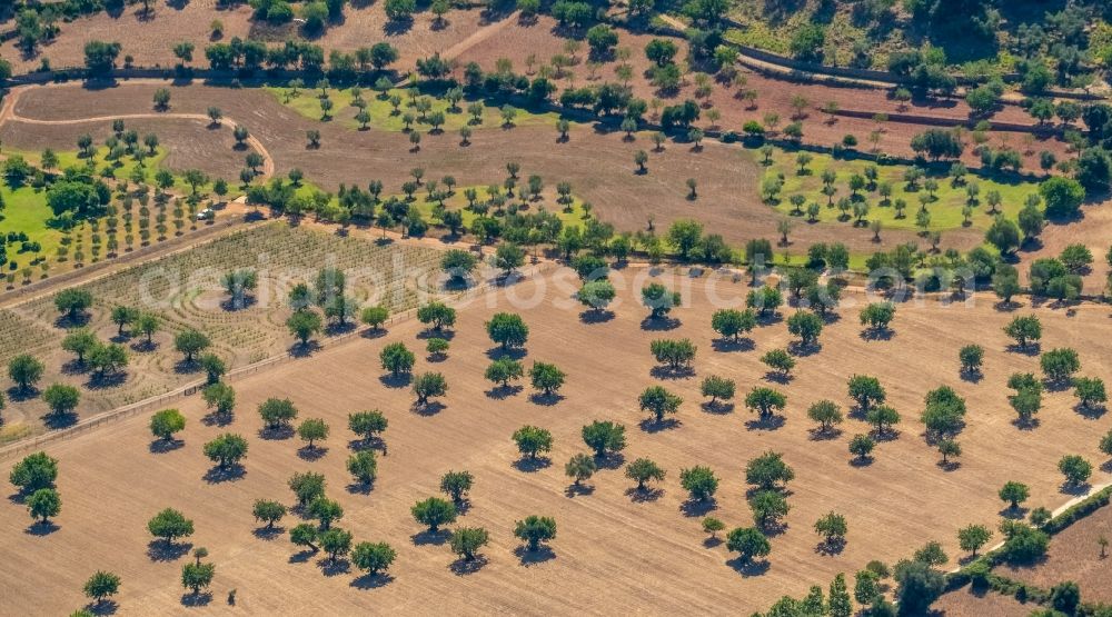 Aerial image Pollenca - Rows of trees of fruit cultivation plantation in a field with almond trees in Pollenca in Balearic island of Mallorca, Spain