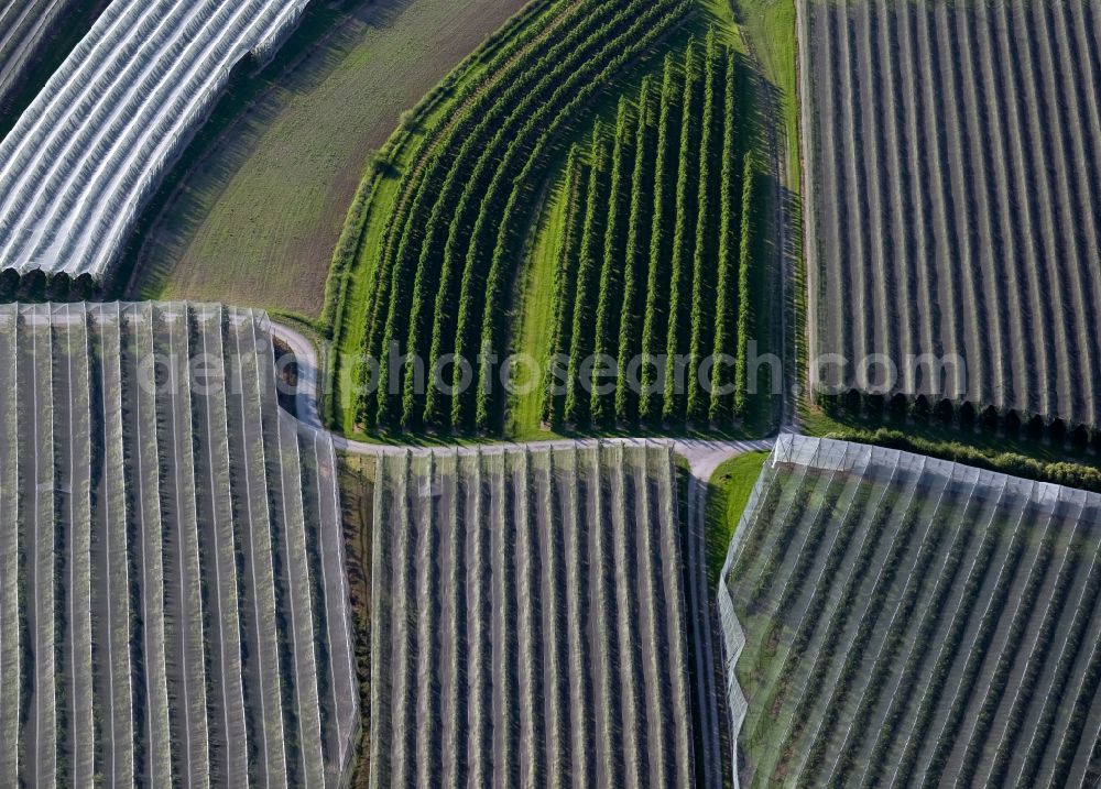 Markdorf from the bird's eye view: Rows of trees of fruit cultivation plantation in a field in Markdorf in the state Baden-Wuerttemberg, Germany