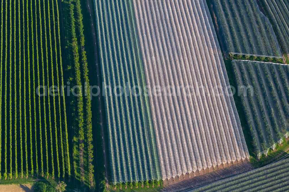 Aerial image Markdorf - Rows of trees of fruit cultivation plantation in a field in Markdorf in the state Baden-Wuerttemberg, Germany