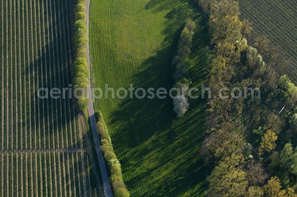 Aerial image Meckenbeuren - Rows of trees of fruit cultivation plantation in a field in the district Meckenbeuren in Meckenbeuren in the state Baden-Wuerttemberg, Germany