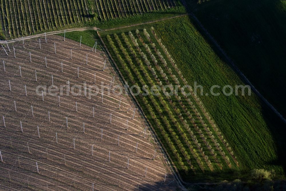 Aerial photograph Meckenbeuren - Rows of trees of fruit cultivation plantation in a field in the district Meckenbeuren in Meckenbeuren in the state Baden-Wuerttemberg, Germany