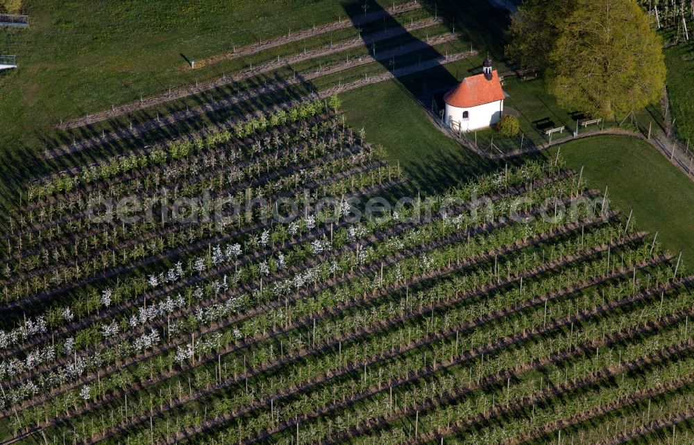 Meckenbeuren from the bird's eye view: Rows of trees of fruit cultivation plantation in a field in the district Meckenbeuren in Meckenbeuren in the state Baden-Wuerttemberg, Germany