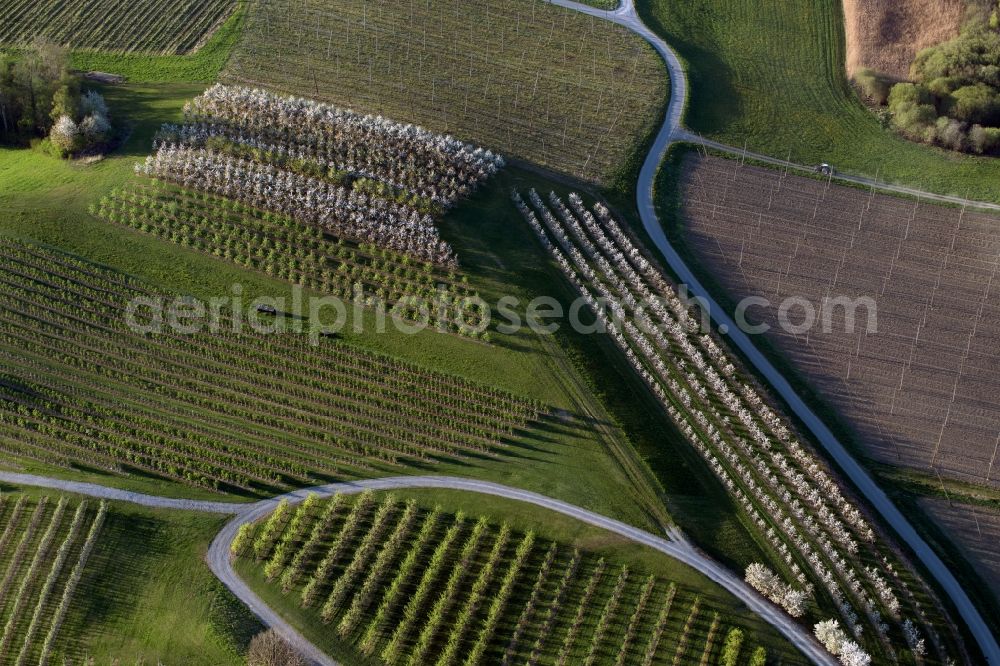 Aerial image Meckenbeuren - Rows of trees of fruit cultivation plantation in a field in the district Meckenbeuren in Meckenbeuren in the state Baden-Wuerttemberg, Germany