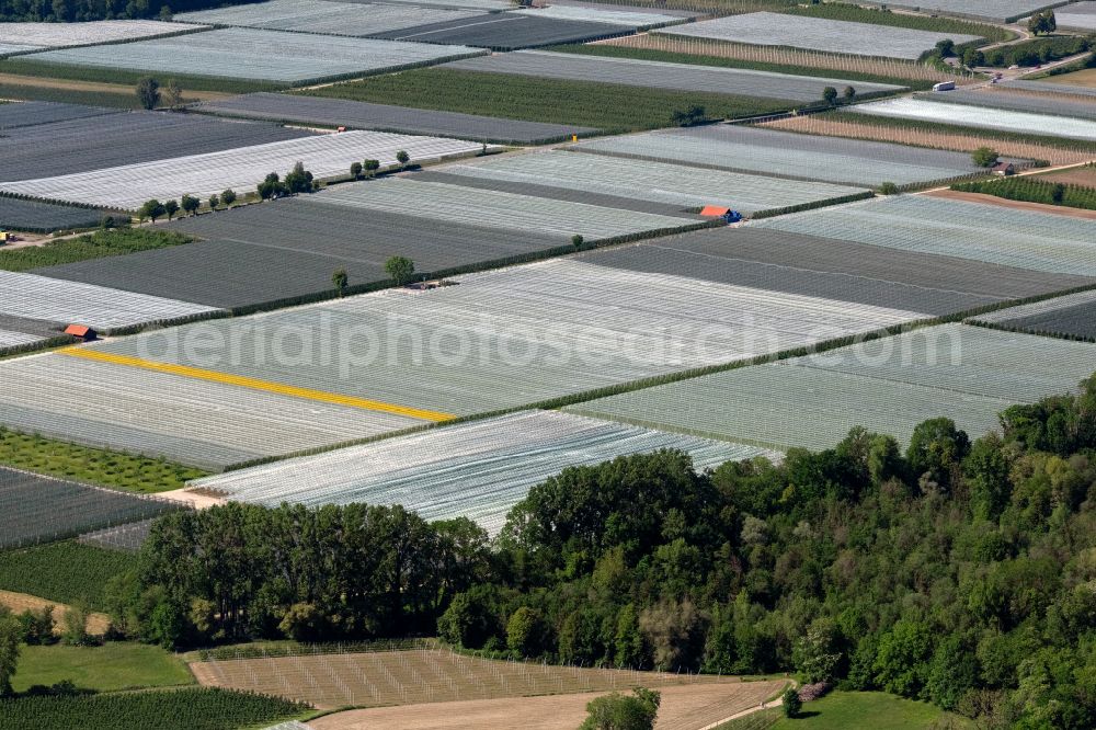 Langenargen from the bird's eye view: Rows of trees of fruit cultivation plantation in a field Obstbau Guenthoer in the district Endringerhof in Langenargen at Bodensee in the state Baden-Wuerttemberg, Germany