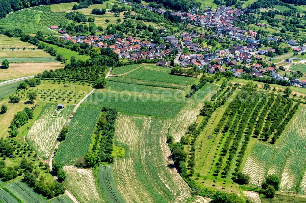 Ettenheim from above - Rows of trees of fruit cultivation plantation in a field Ortsteil Wallburg in Ettenheim in the state Baden-Wurttemberg, Germany