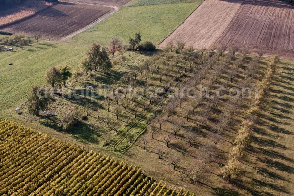 Aerial photograph Steinseltz - Rows of trees of fruit cultivation plantation in a field in Steinseltz in Grand Est, France