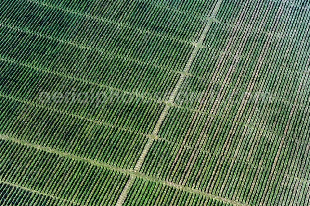 Struppen from above - Rows of trees of fruit cultivation plantation in a field in Struppen in the state Saxony